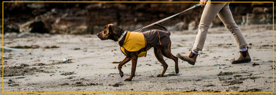 Regenjas voor Grote Honden. Beste Modellen.