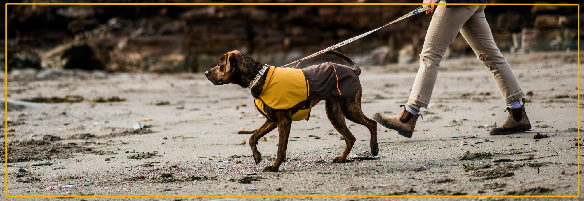 Regenjas voor Grote Honden. Beste Modellen.