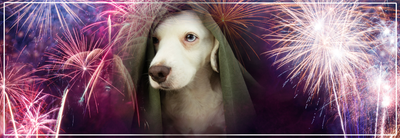 Oudere honden en vuurwerkangst. Tips & comfort voor senior honden.