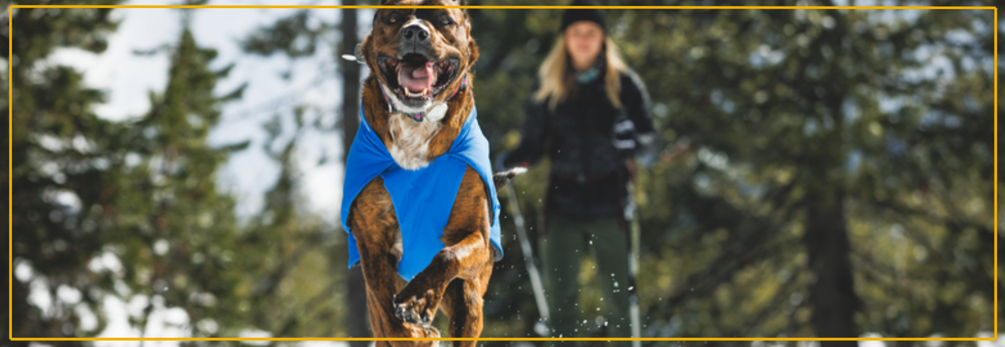 Winterjas voor je hond: wanneer is het nodig?