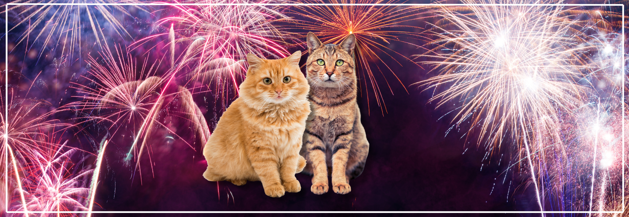 Buitenkatten en vuurwerk: veiligheid en rust.