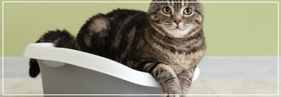 Gesloten of open kattenbak? Beste keuze voor jouw kat.