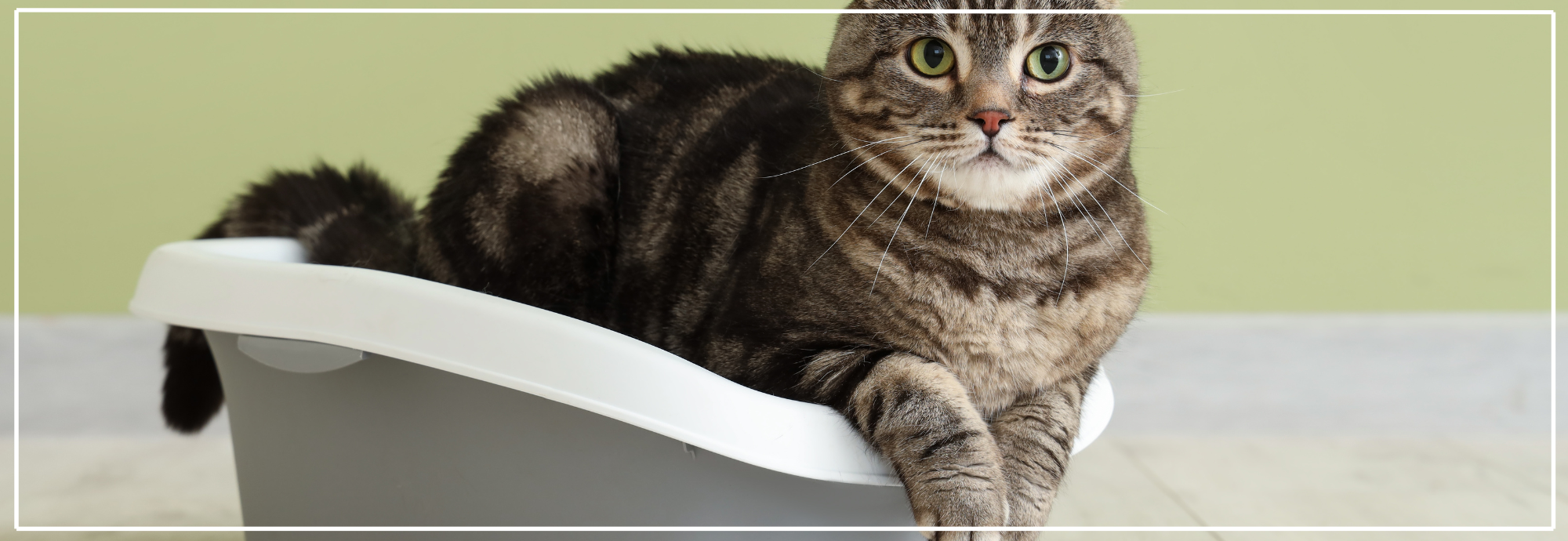 Gesloten of open kattenbak? Beste keuze voor jouw kat.