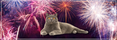 Binnenkatten en vuurwerk: veilig & stressvrij.