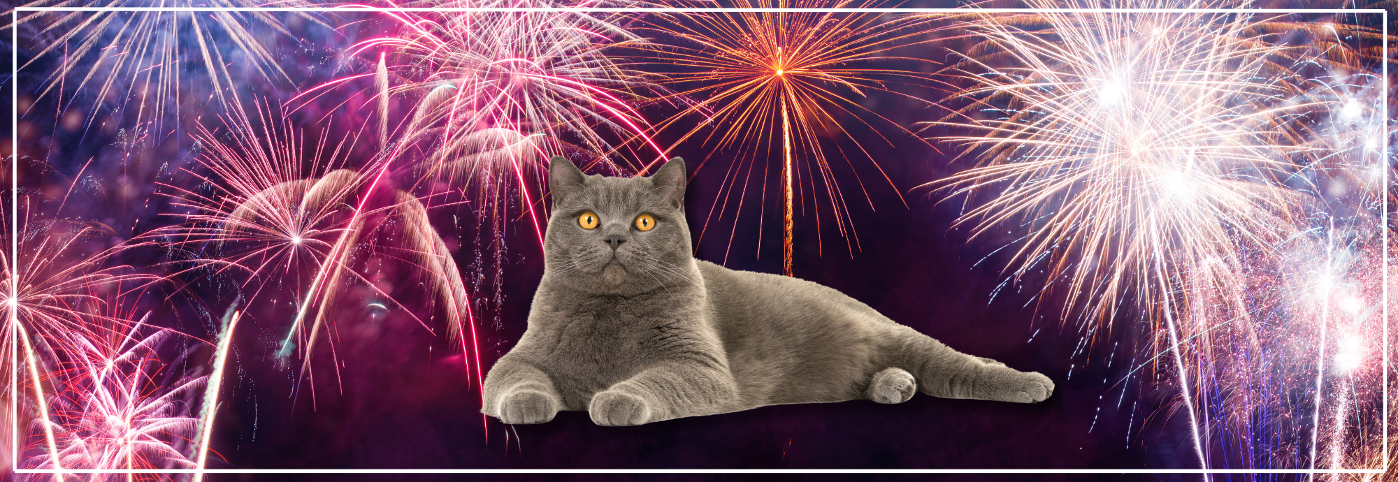 Binnenkatten en vuurwerk: veilig & stressvrij.
