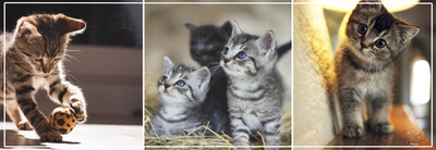 Kattenbaktraining voor kittens. Stapsgewijze gids & tips.