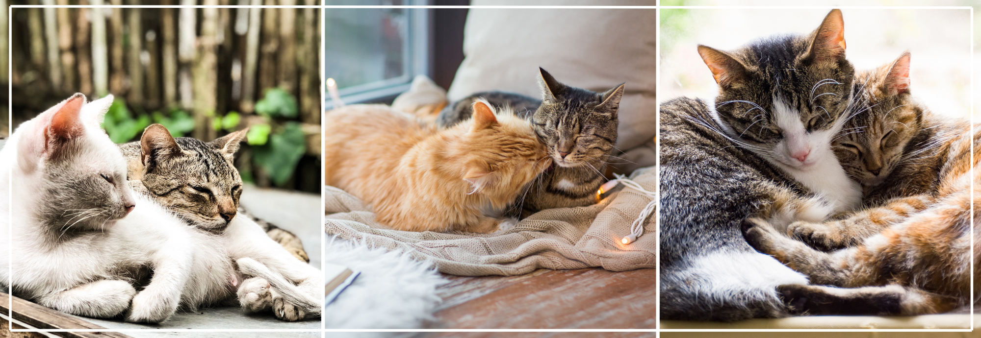 Kattenbakgebruik bij meerdere katten. Tips & advies.