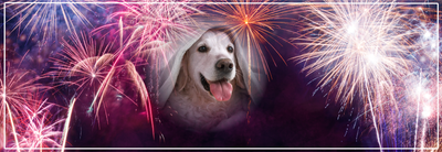 Vuurwerkangst bij honden: herkennen & tips