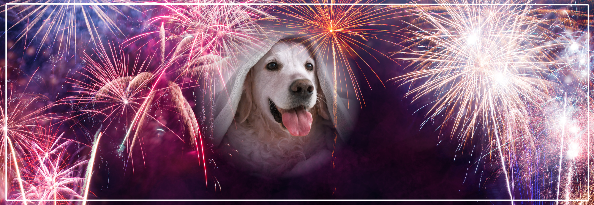 Vuurwerkangst bij honden: herkennen & tips