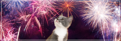 Vuurwerkangst bij katten. Veilig en stressvrij door de jaarwisseling.