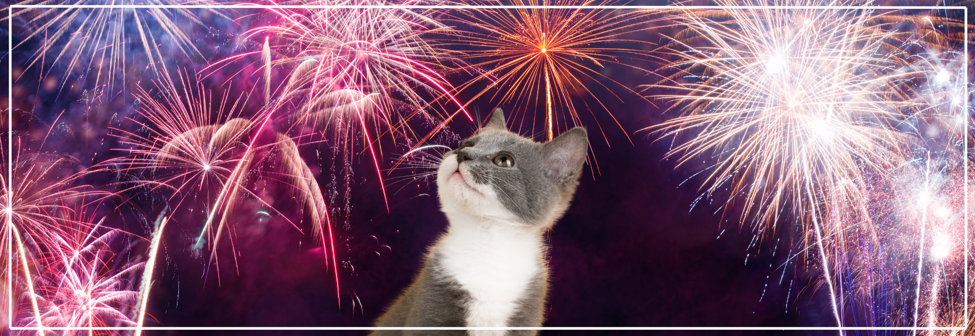 Vuurwerkangst bij katten. Veilig en stressvrij door de jaarwisseling.