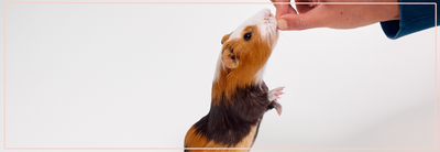 Vitamine C voor cavia’s kopen. Veilige supplementen.