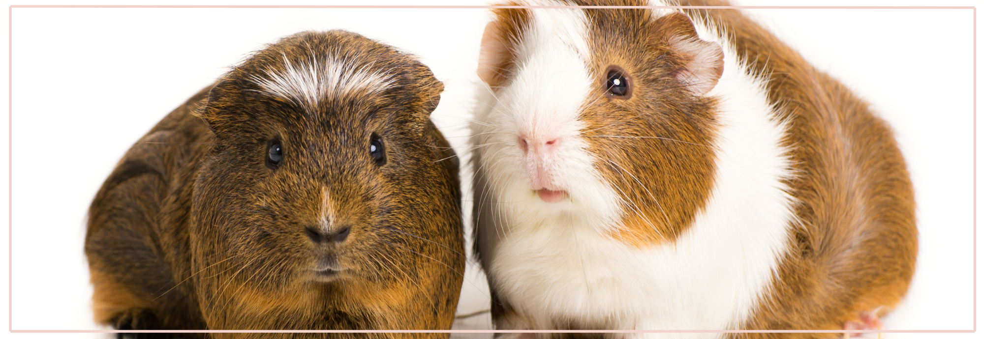Natuurlijke vitamine C voor cavia’s. Gezonde voeding.