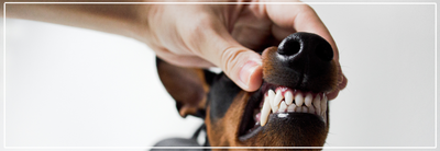 Tandsteen bij honden voorkomen & behandelen.