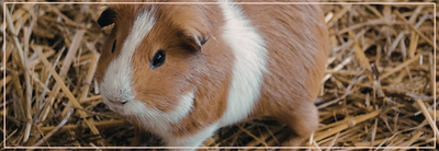 Supplementen voor cavia’s: nodig of overbodig?