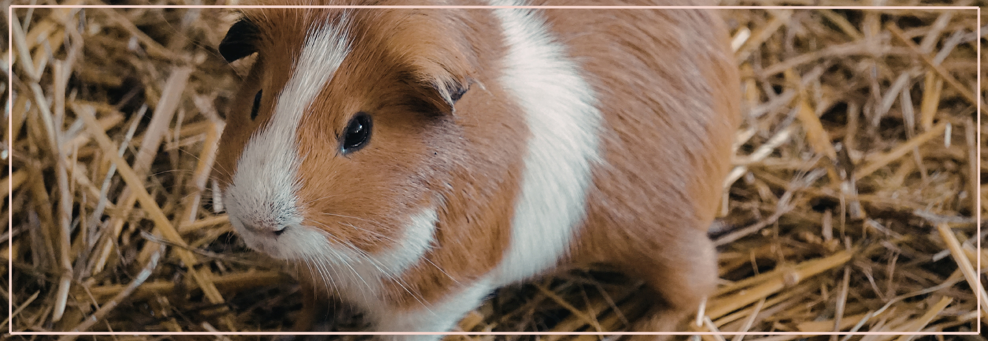 Supplementen voor cavia’s: nodig of overbodig?