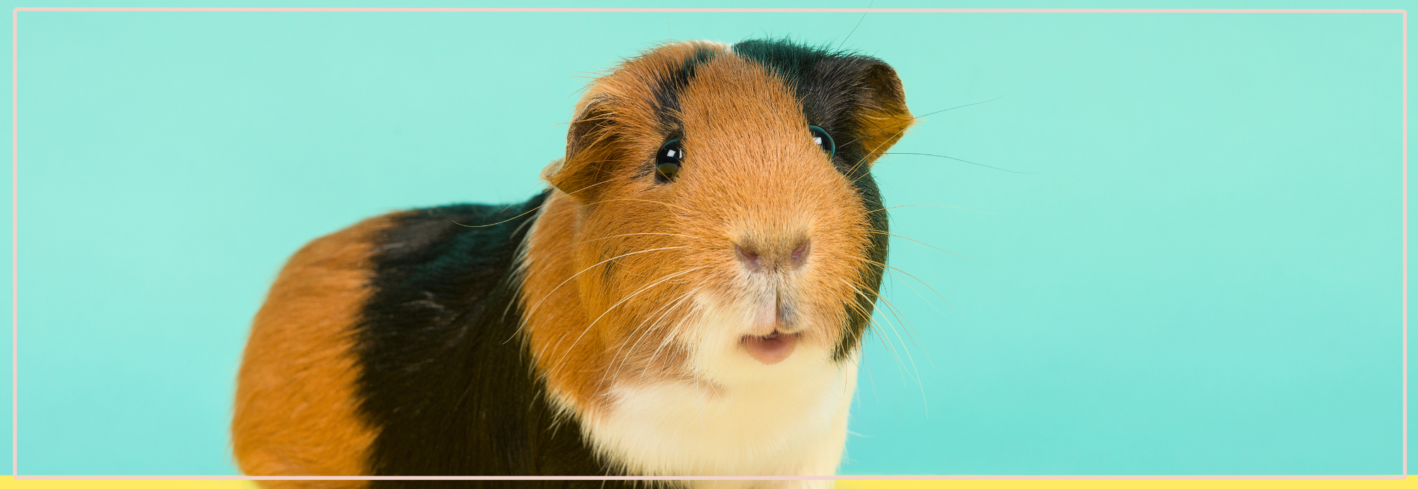 Vitamine C tekort bij cavia’s herkennen.