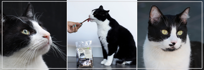Natuurlijke kattentraktaties. Gezonde beloningen voor je kat.