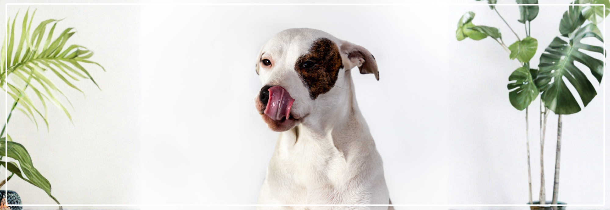 Natuurlijke snacks voor honden. Gezond & Lekker bij Nena’s Pets.