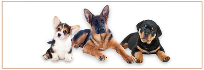 Halti voor puppy’s: mag dat? Veilige alternatieven.