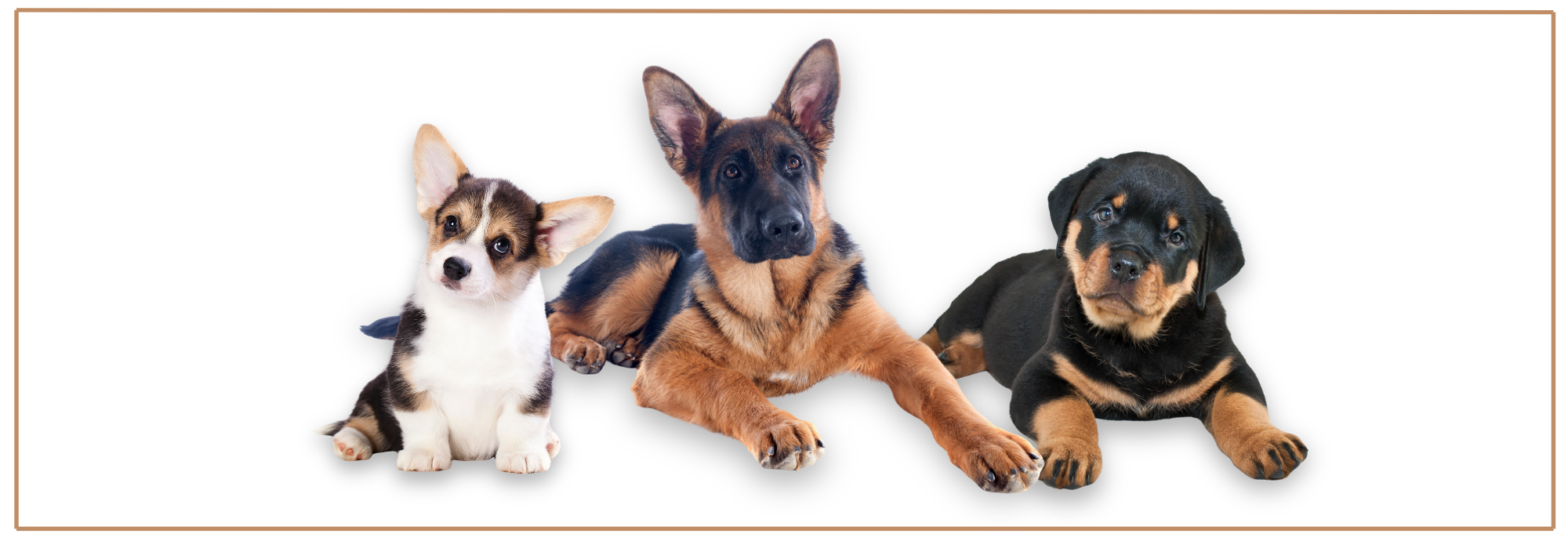 Halti voor puppy’s: mag dat? Veilige alternatieven.