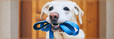 Halti voor oudere honden: risico’s & veilige alternatieven.