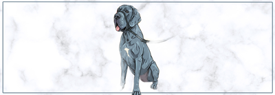 Halti hond: veilig gebruiken in training.