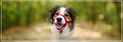 Halti gebruiken bij honden, risico’s & gevaren.