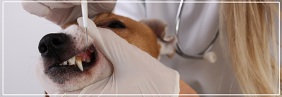Professionele gebitsreiniging hond. Tips & Nazorg.