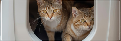 Problemen met kattenbakgebruik oplossen. Tips & oplossingen.