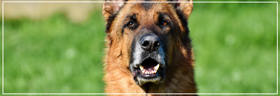 Gebitsverzorging oudere honden. Tips voor senior honden.
