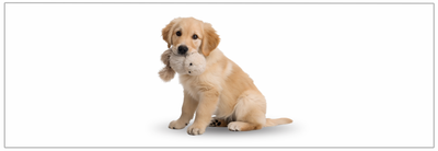 Tanden wisselen bij puppy’s. Tips & verzorging