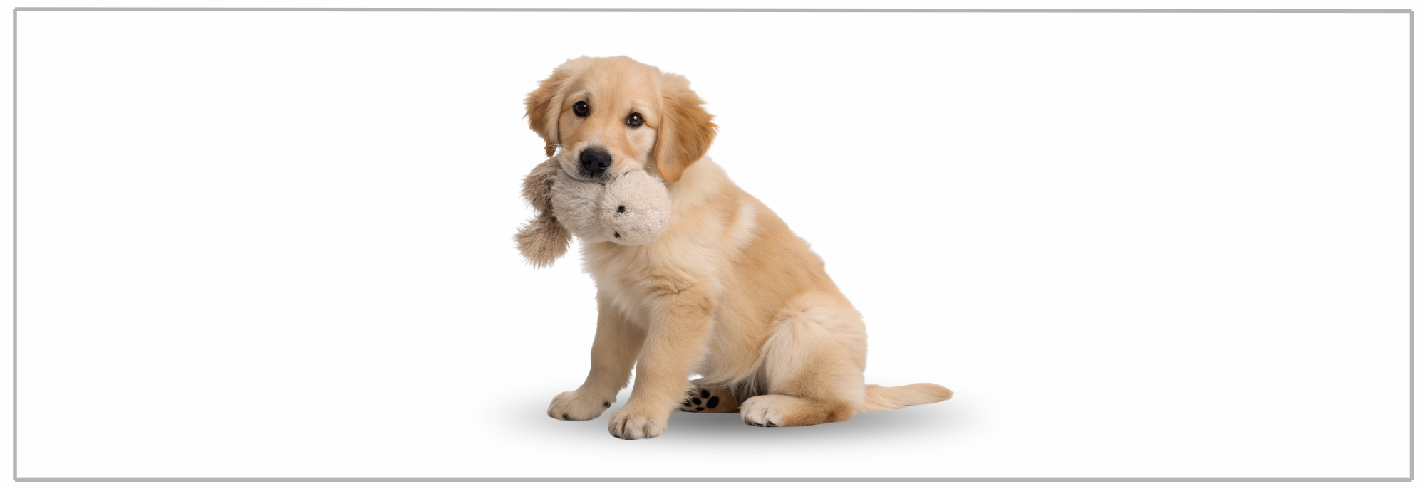 Tanden wisselen bij puppy’s. Tips & verzorging