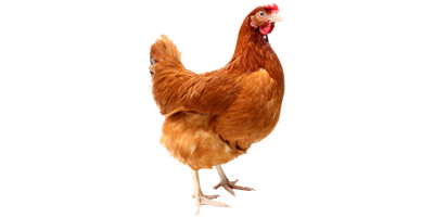 Verzorging Kip - Nena's Pets 
