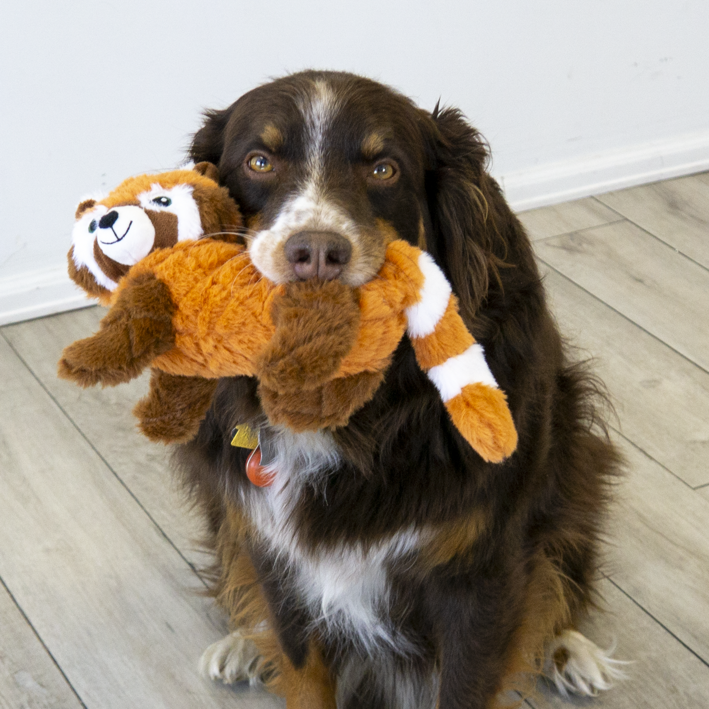 Kong scampers rode panda