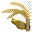 Bamboo grass keeper