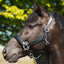 HB Showtime Glitty Halster