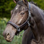 HB Showtime Glitty Halster
