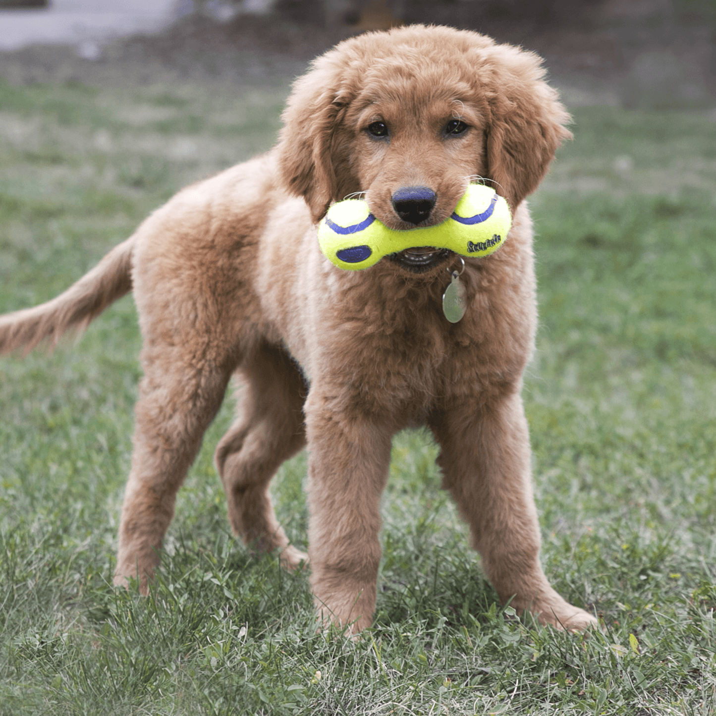 KONG Airdog® Squeaker Dumbbell - Nena's Pets 