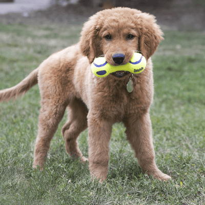 KONG Airdog® Squeaker Dumbbell - Nena's Pets 