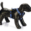 Beeztees Premium Parinca Y tuig - Nena's Pets 