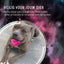 Dog Comets Meteorite halley