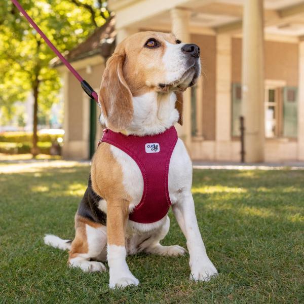 Curli vest harnas clasp air-mesh tuig - Nena's Pets 