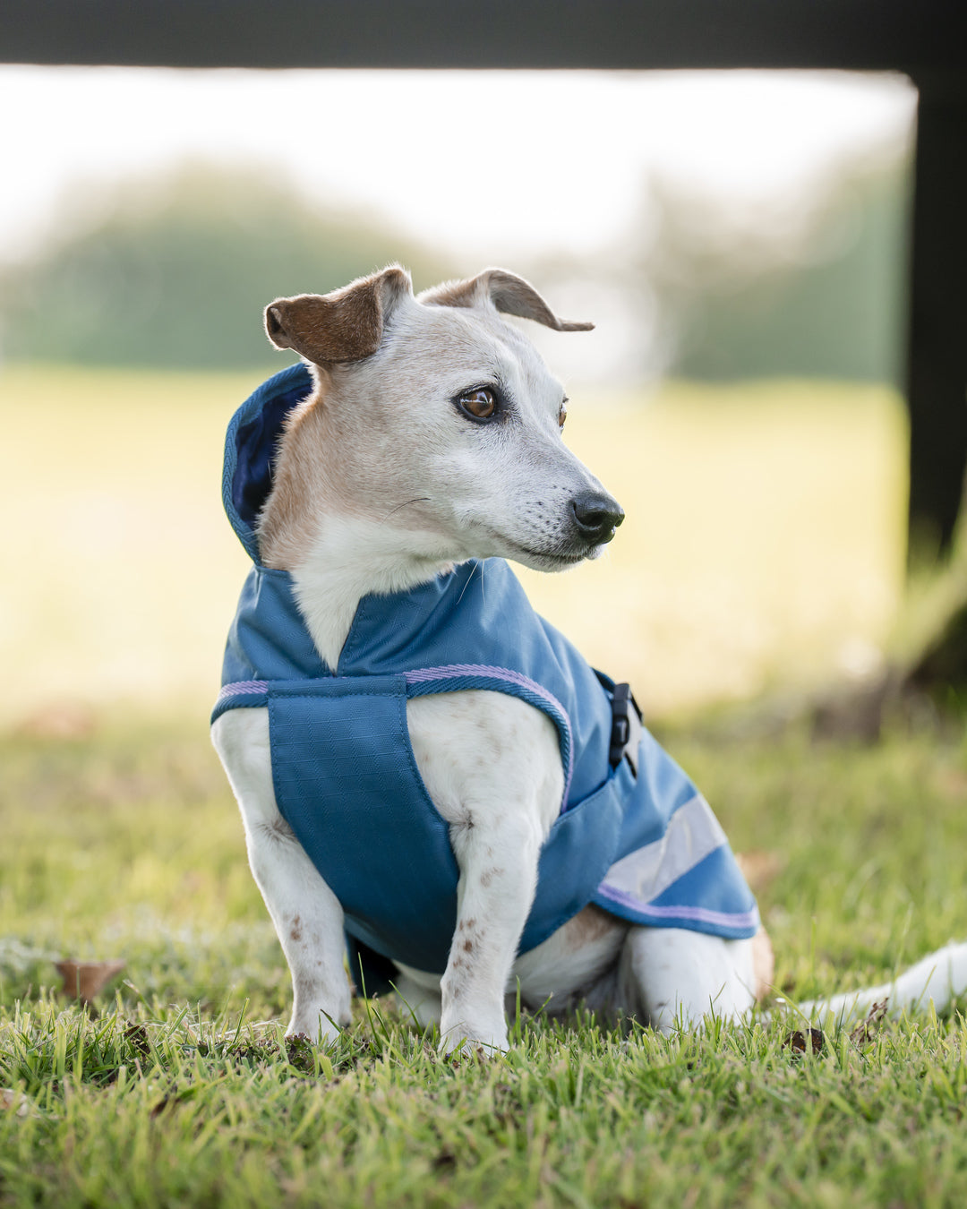 Bucas Freedom Dog Rug 300gram