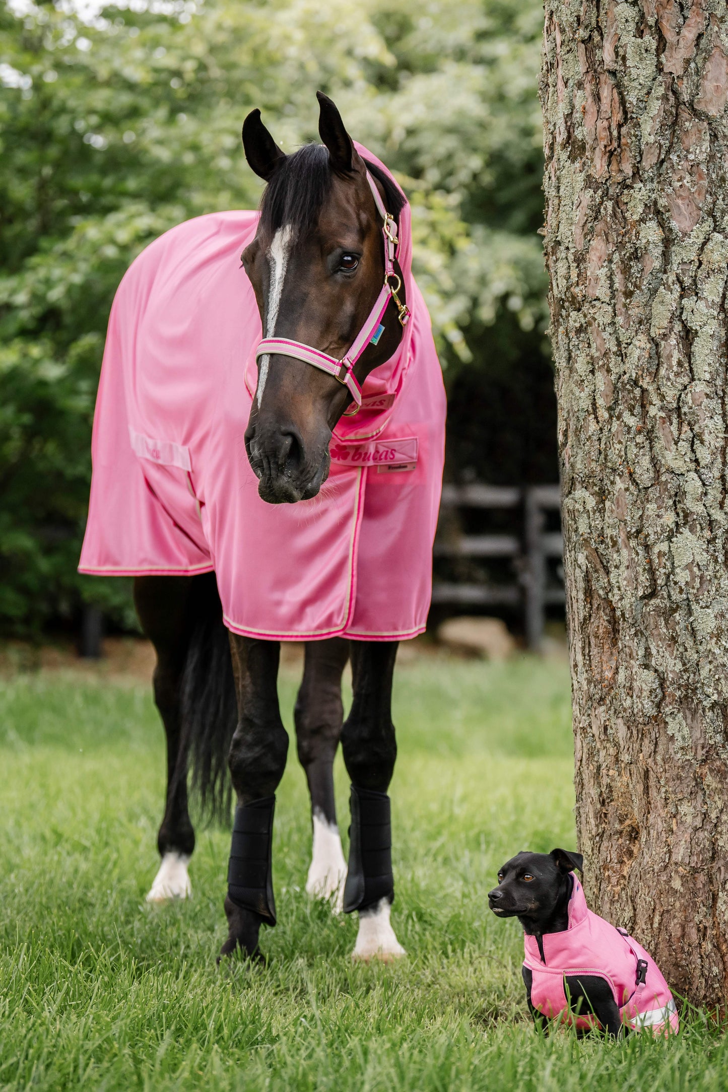 Bucas Freedom Dog Rug Regendeken