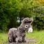 Lemieux Toy Pony´s verschillende soorten - Nena's Pets 