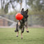 Jolly Soccer Ball 15cm - Nena's Pets 