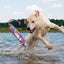 KONG Wild Shieldz Training Dummy - Nena's Pets 