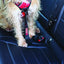 KONG Seat Belt Tether - Nena's Pets 