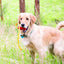 Kong Classic met touw M - Nena's Pets 